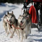 Mushing - jízda se psím spřežením - dárkový poukaz na zážitek
